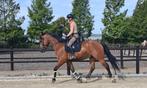 Super knappe brave goedzak ruin  1.65 hoog, Dieren en Toebehoren, Paarden, Gechipt, Ruin, 3 tot 6 jaar, 160 tot 165 cm