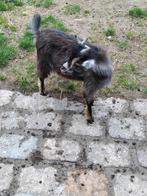 Bokje, Dieren en Toebehoren
