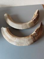 Nijlpaard tanden en zwarte beer nagel, Verzamelen, Ophalen