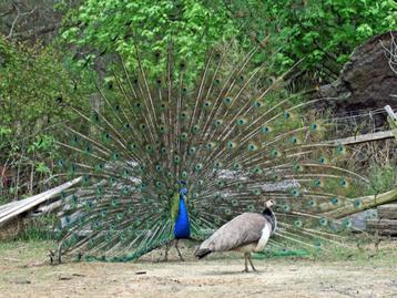 Gezocht: broedeieren/kuikens pauwen, Meerdere dieren, Overige soorten