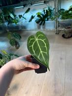 Anthurium Magnificum x, Ophalen of Verzenden