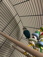 Blauwe agapornis, Dieren en Toebehoren, Geslacht onbekend, Dwergpapegaai of Agapornis