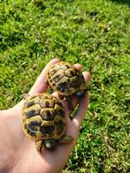 2 Hermann-schildpadden, Dieren en Toebehoren, Reptielen en Amfibieën
