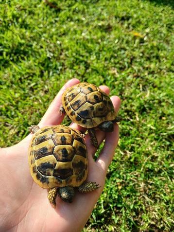 2 Hermann-schildpadden, Dieren en Toebehoren