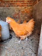 Zeer mooie Orpington buff hanen, Dieren en Toebehoren, Pluimvee