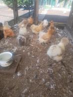 Verse broedeieren van zijdehoentjes, Dieren en Toebehoren, Kip