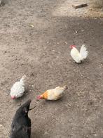 Serama, Dieren en Toebehoren