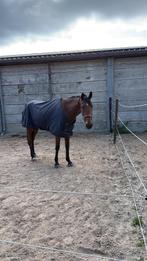 Lieve draver, Dieren en Toebehoren, Paarden, Gechipt, Ruin, Zadelmak, 3 tot 6 jaar
