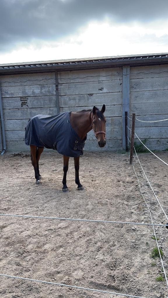Lieve draver, Dieren en Toebehoren, Paarden, Ruin, Zadelmak, 160 tot 165 cm, 3 tot 6 jaar, Recreatiepaard, Met stamboom, Gechipt