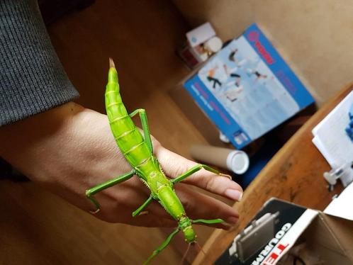 Eitjes van 2 soorten wandelende takken., Dieren en Toebehoren, Insecten en Spinnen, Wandelende tak