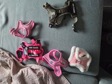 Hondentuigjes beschikbaar voor biedingen