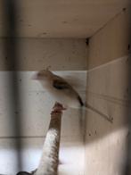 Zilverbekje pop, Dieren en Toebehoren