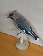 Opgezette pestvogel, Ophalen of Verzenden