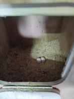 Couple de Lories, Mâle