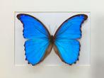 Zeer grote blauwe MORPHO VLINDER in kader, Verzamelen, Ophalen of Verzenden, Nieuw, Insect, Opgezet dier