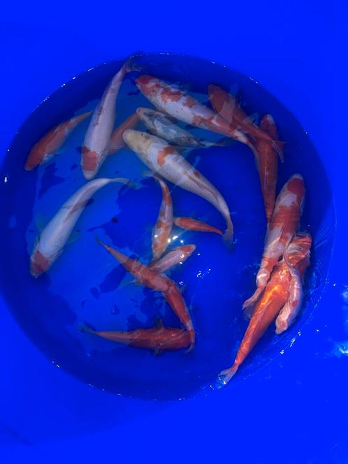 100tal koi’s te koop van 10 tot 30cm ongeveer, Dieren en Toebehoren, Vissen | Vijvervissen, Karper of Koi