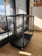 Kooi knaagdieren, Dieren en Toebehoren