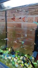 Guppy's, Dieren en Toebehoren, Vis, Zoetwatervis, Schoolvis