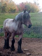 Trekpaard, Dieren en Toebehoren, Paarden