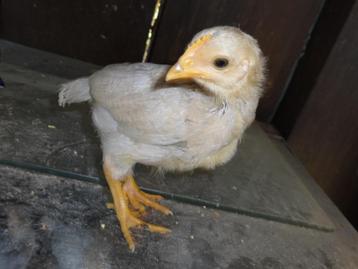 Kuikens Leghorn isabel(lavender),goudpatrijs van 5 weken oud beschikbaar voor biedingen