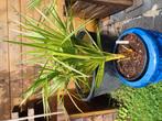 Chinese waaierpalm of trachy fortunei, Tuin en Terras, Ophalen