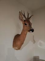 Opgezette reebok, Ophalen, Zo goed als nieuw
