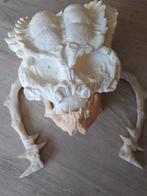 Predator skull ., Verzamelen, Ophalen of Verzenden, Nieuw, Film, Beeldje, Replica of Model