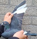 Postduif Kleinzoon "MAX"/"NEW KITTEL", Mâle, Pigeon voyageur