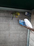 Grasparkieten., Dieren en Toebehoren, Vogels | Parkieten en Papegaaien