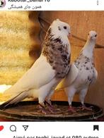 Je cherche cette pigeons pour acheter c'est les races iranie, Animaux & Accessoires
