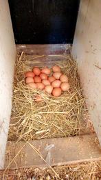 BIO EIEREN TE KOOP 3€/10st, Dieren en Toebehoren, Vrouwelijk, Kip