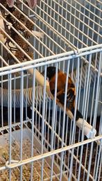 Kapoetsen, Dieren en Toebehoren, Vogels | Kanaries