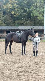 Lieve Merrie zoekt gevorderde ruiter, Dieren en Toebehoren, Paarden, Merrie, Gechipt, Niet van toepassing, Dressuurpaard