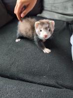 Nog 2 Jonge fretjes, Mei, Meerdere dieren