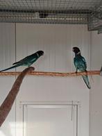 Gevraagd - Blauwe twenty eight / 28, Dieren en Toebehoren, Parkiet