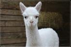Alpaca merrie, Dieren en Toebehoren, April, Vrouwelijk