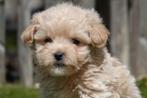 Prachtige maltipoo pups (+/- 5kg), België, Overige rassen, CDV (hondenziekte), 8 tot 15 weken