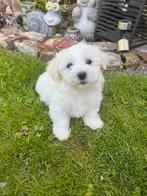maltezers pups nog 1 reu beschikbaar, België, Maltezer, Particulier, CDV (hondenziekte)