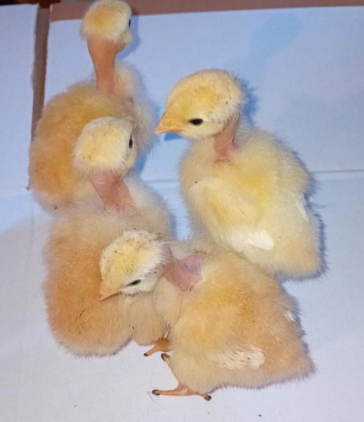 12 stuks Naakthalskuikens 2 weken oud oud, Dieren en Toebehoren, Pluimvee, Kip, Geslacht onbekend