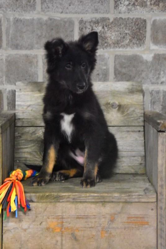 Heel lieve kruising pup, Animaux & Accessoires, Chiens | Sans pedigree, Grand, Plusieurs animaux, Éleveur | Professionnel, Plusieurs