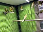 Raza kanaries, Dieren en Toebehoren, Vogels | Kanaries, Meerdere dieren, Postuurkanarie