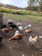 rode ardenner kalkoen  haan, Dieren en Toebehoren, Kalkoen