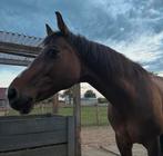 Hannoveraner, Dieren en Toebehoren, Paarden, Minder dan 160 cm, Gechipt, Ruin, M