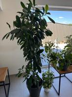 ficus cyathistipula, 175 cm hoogte, 40 cm diameter, Huis en Inrichting, Kamerplanten, Ophalen, Ficus, Halfschaduw, In pot