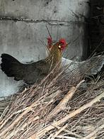 Leghorn isabelpatrijs en goudpatrijs., Dieren en Toebehoren, Pluimvee, Meerdere dieren, Kip