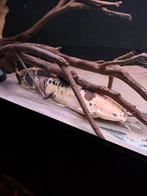Clarias batrachus 40cm, Dieren en Toebehoren, Vis, Zoetwatervis