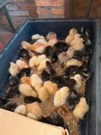 1 dags kuikens te koop. Poule de bresse,  mechelse koekoek., Dieren en Toebehoren, Februari