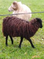 Quassant ooitje, Dieren en Toebehoren, Schapen, Geiten en Varkens