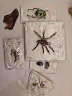Lot insectes mygale cabinet de Curiosités, Enlèvement ou Envoi