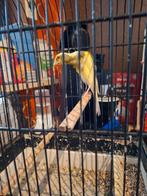 ZOEK, poupées construites en Belgique